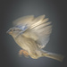 Sparrow in Flight by skipt07