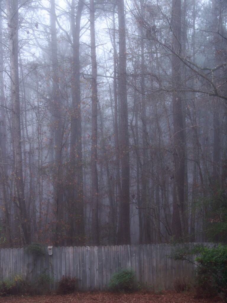 One fine foggy morning 7... by marlboromaam