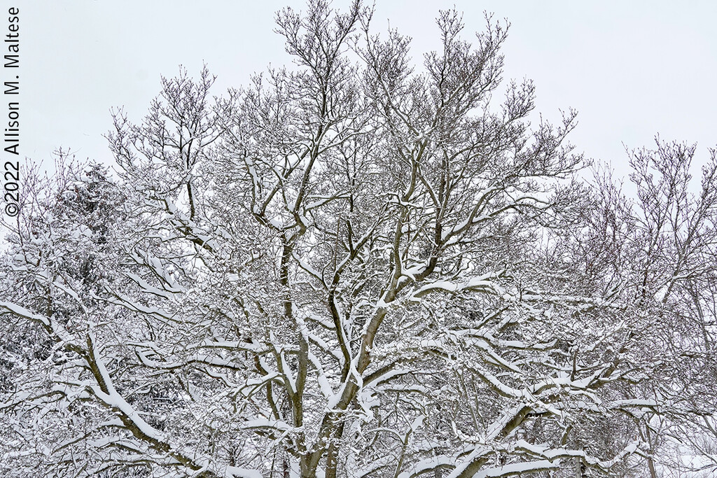 Magnolia in the Snow by falcon11