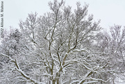 7th Jan 2022 - Magnolia in the Snow