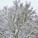 Magnolia in the Snow by falcon11