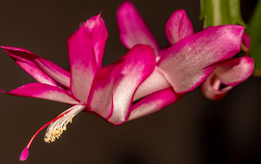Christmas Cactus Flower! by rickster549
