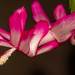 Christmas Cactus Flower! by rickster549