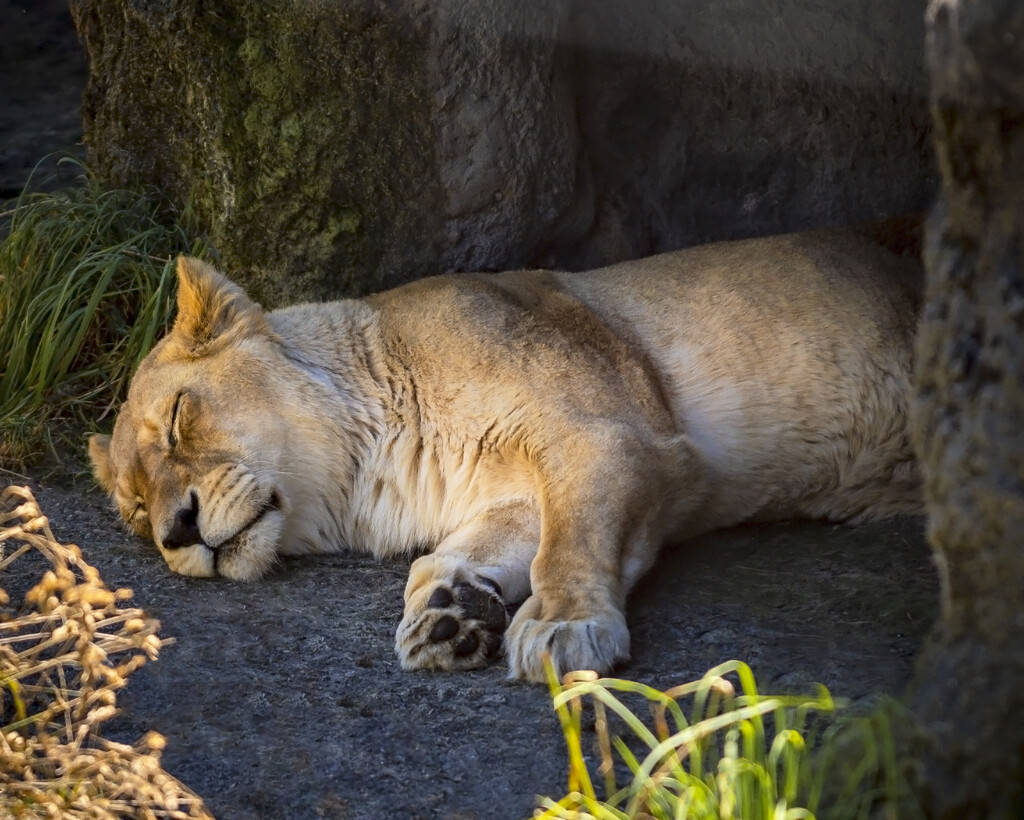 Lion Sleeps Tonight by nickspicsnz