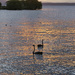 Swan lake by dkbarnett