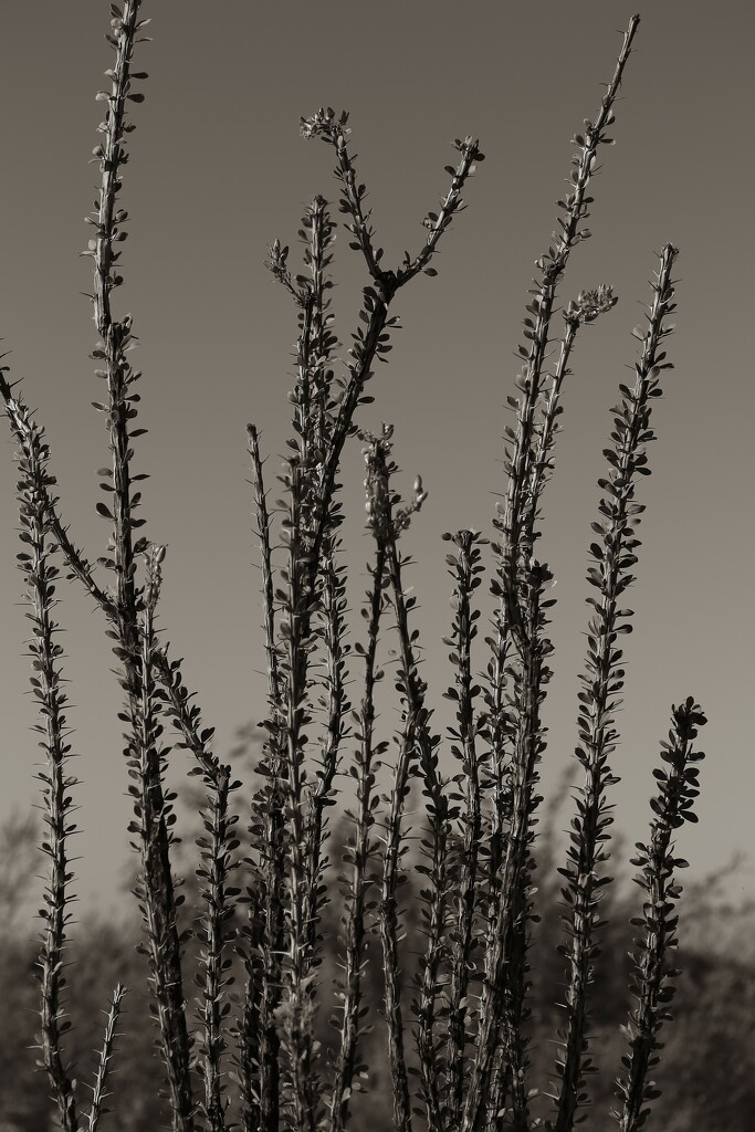 Ocotillo branches  by blueberry1222