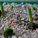 8Jan Signs of life 1 by delboy207
