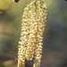 Catkins by fishers