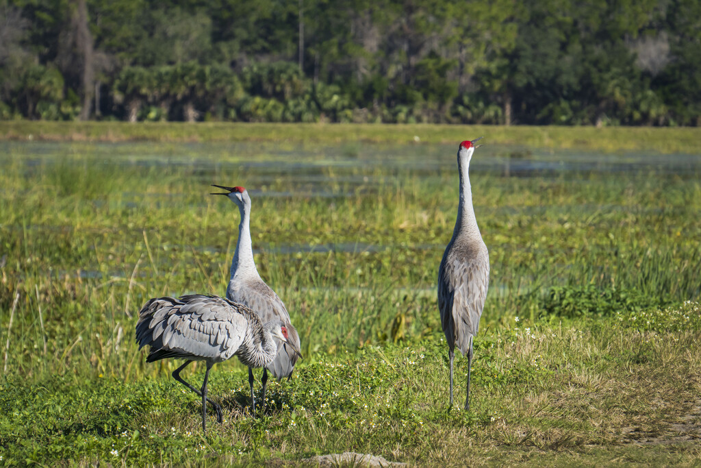 Chatty Crane Family Squawks Intruder Alert by kvphoto