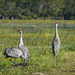 Chatty Crane Family Squawks Intruder Alert by kvphoto