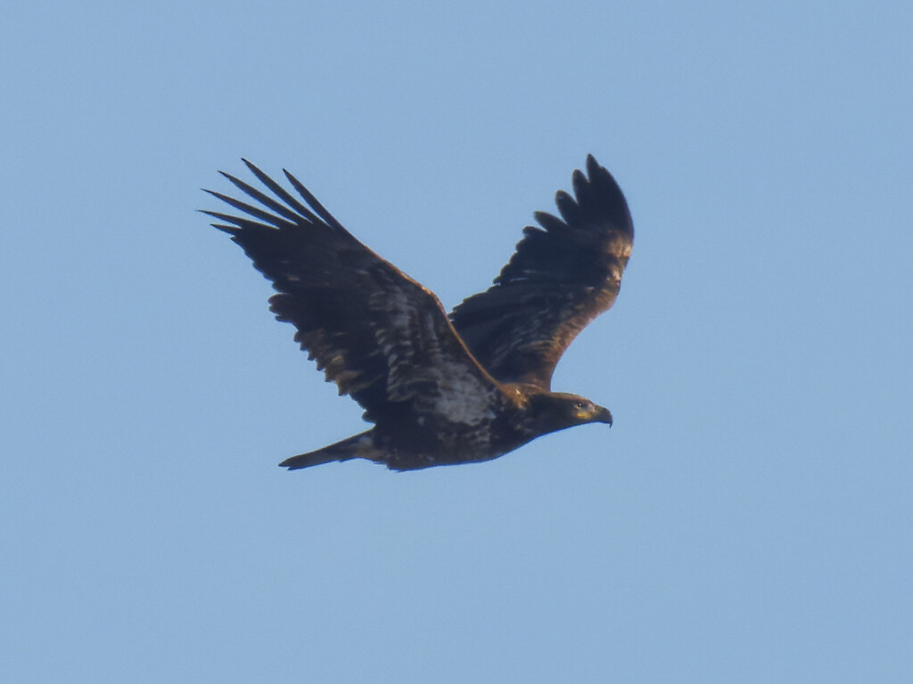 Juvenile bald eagle  by rminer