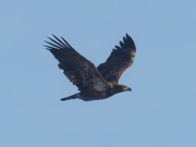 8th Jan 2022 - Juvenile bald eagle 