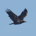 Juvenile bald eagle 