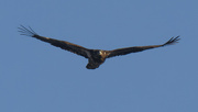 8th Jan 2022 - Juvenile bald eagle