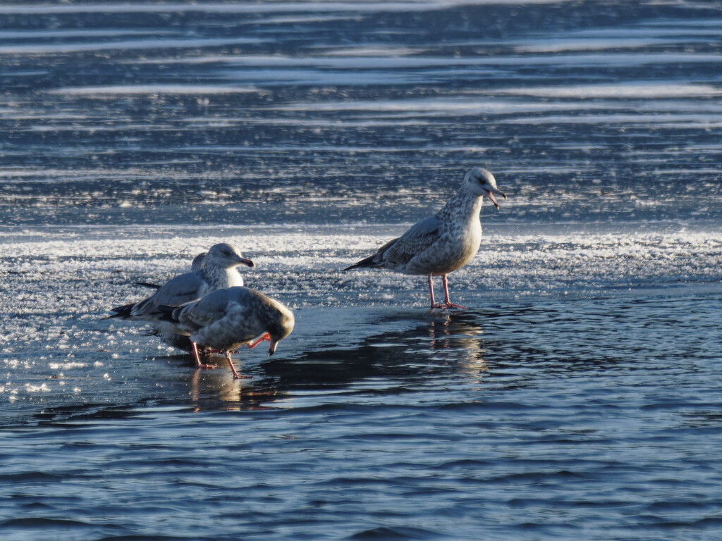 ring-billed gulls on ice by rminer