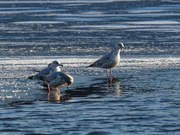 8th Jan 2022 - ring-billed gulls on ice