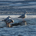 ring-billed gulls on ice