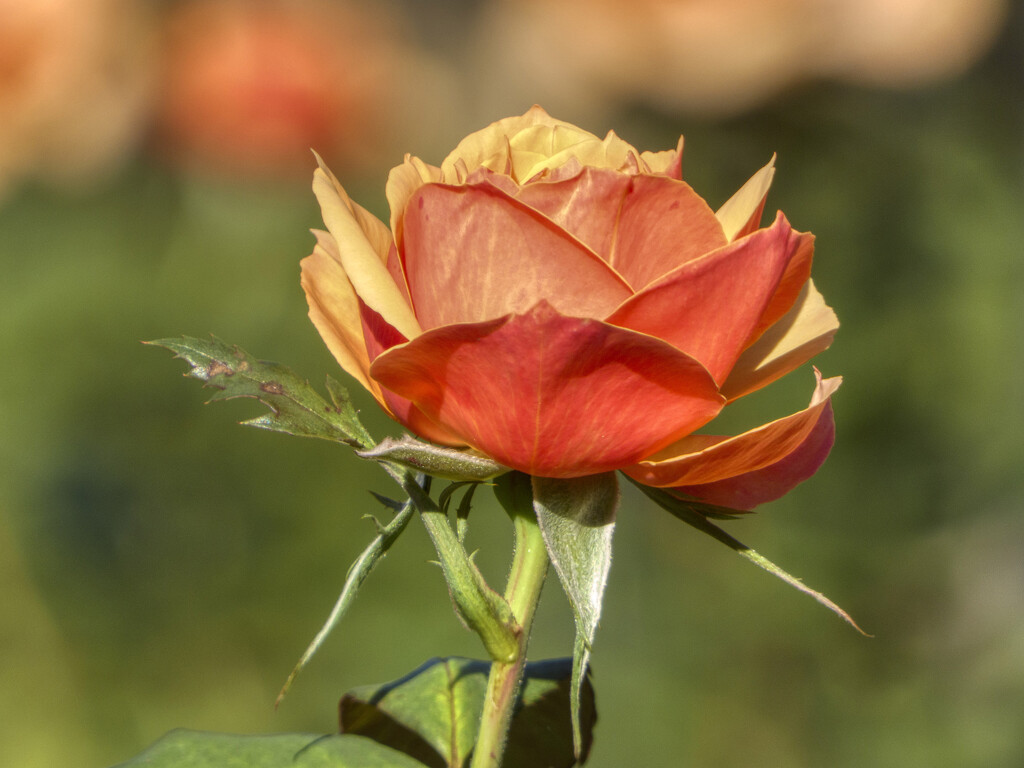 Orange Rose by k9photo