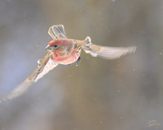 7th Jan 2022 - House Finch Circling For A Landing