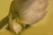 1st Jan 2022 - Begonia Blossom