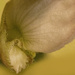 Begonia Blossom by skipt07