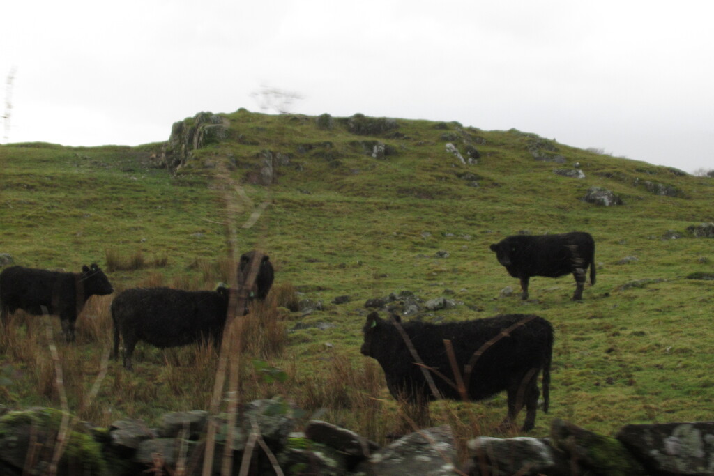 non-belted Galloways by anniesue
