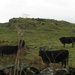 non-belted Galloways by anniesue