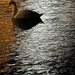 The swan looks Ghostly by bill_gk