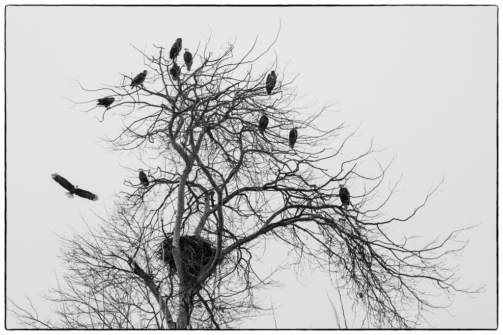 A Convocation of Eagles by cdcook48