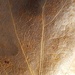Water oak leaf... by marlboromaam