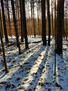 8th Jan 2022 - Winter sun in the woods
