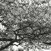Grungy pine branches... by marlboromaam