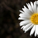 Saw this large Daisy by creative_shots