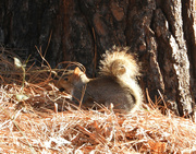 8th Jan 2022 - Squirrel, Straw and Sun