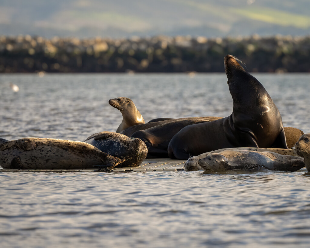 Sea lions and Harbor Seals by nicoleweg