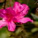 The Azaleas are Still Blooming! by rickster549