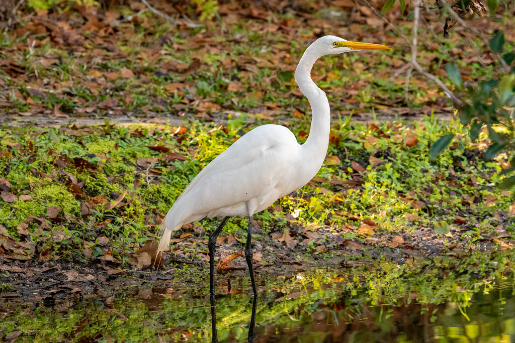 The Egret Stopped for a Pose! by rickster549