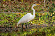 8th Jan 2022 - The Egret Stopped for a Pose!
