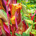 another variegated Canna by ludwigsdiana