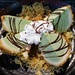 Deep fried ice cream by acolyte