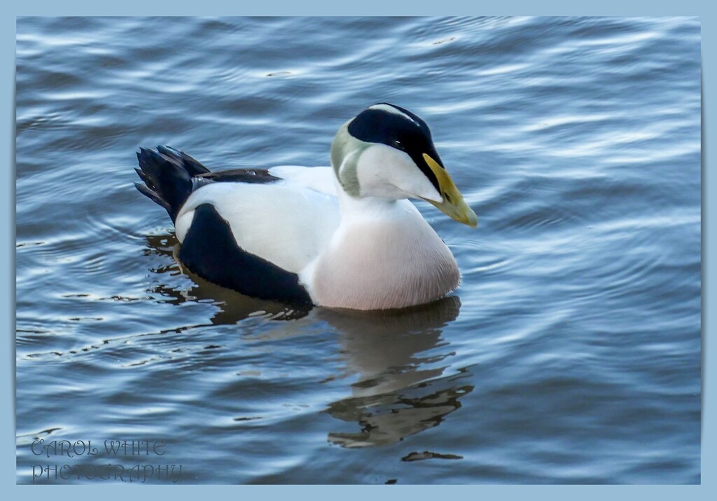 Eider Duck,Amble Harbour by carolmw