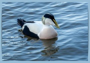 9th Jan 2022 - Eider Duck,Amble Harbour