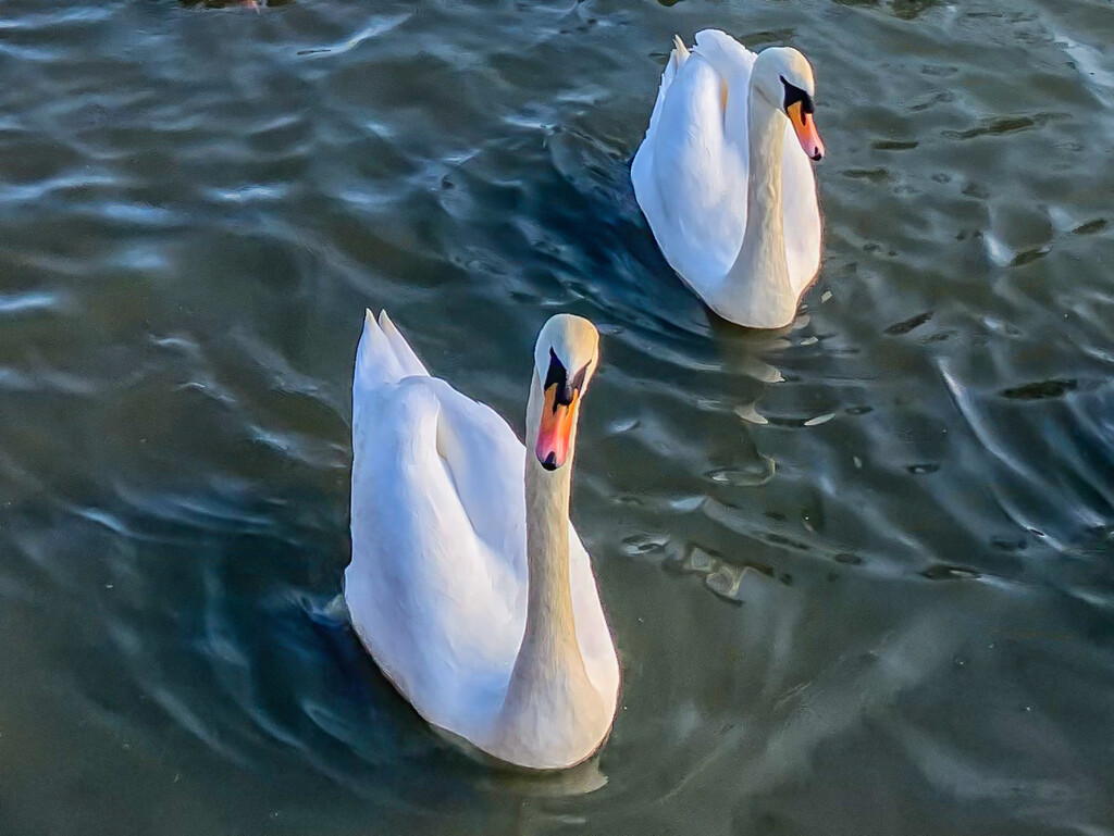 Beautiful swans by pamknowler