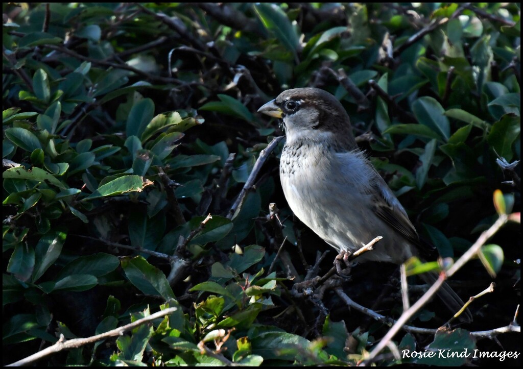Beautiful cock sparrow by rosiekind