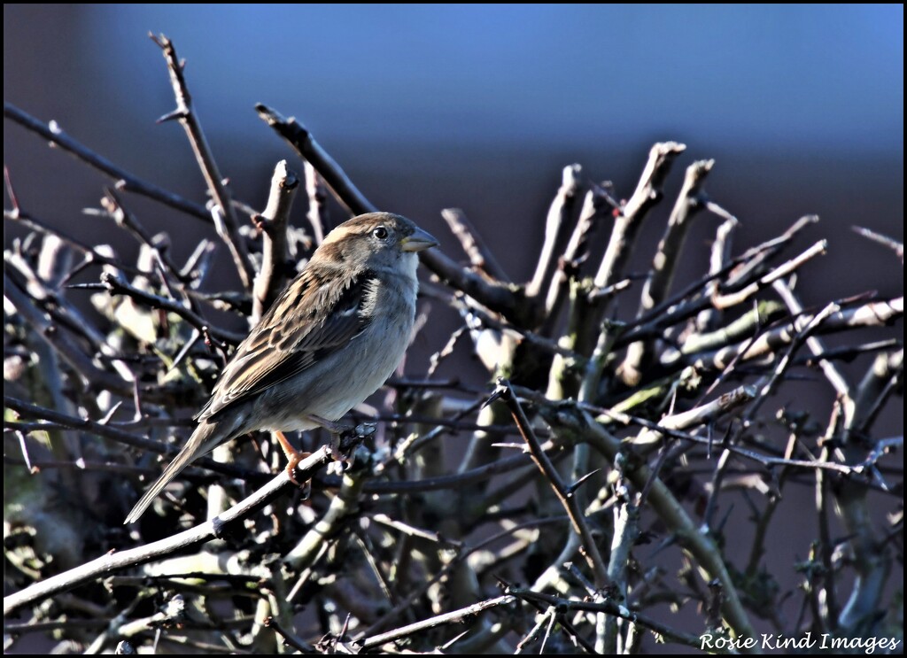 Hen sparrow by rosiekind