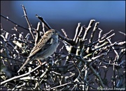 9th Jan 2022 - Hen sparrow