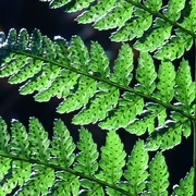 9th Jan 2022 - Sunlight shining through the fern leaves