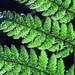 Sunlight shining through the fern leaves by anitaw