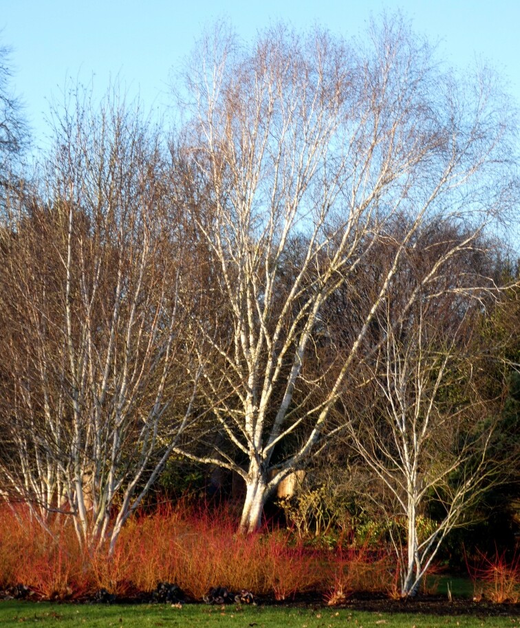 Silver Birch by fishers