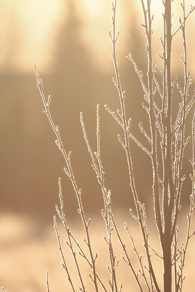 Frosty morning by shy_dreamer